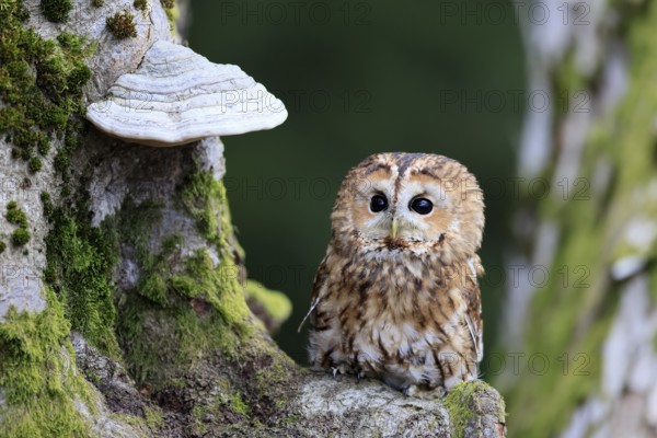Tawny owl (Strix aluco), adult, on tree, in winter, alert, Bohemian Forest, Czech Republic, Europe, Germany