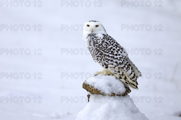 Snowy owl (Nyctea scandiaca), snowy owl, adult, alert, in snow, perch, in winter, Bohemian Forest, Czech Republic, Europe, Germany, captive