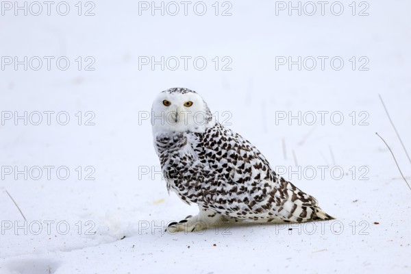 Snowy owl (Nyctea scandiaca), snowy owl, adult, alert, in snow, foraging, in winter, Bohemian Forest, Czech Republic, Europe, Germany, captive