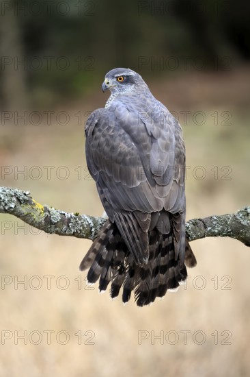 Hawk (Astur gentilis), adult, female, on tree, in winter, alert, Bohemian Forest, Czech Republic, Europe, Germany