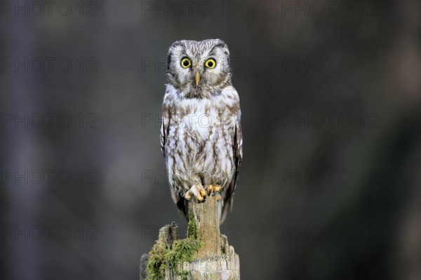 Roughfoot owl (Aegolius funereus), groufoot owl, adult, perch, alert, in winter, Bohemian Forest, Czech Republic, Europe, Germany