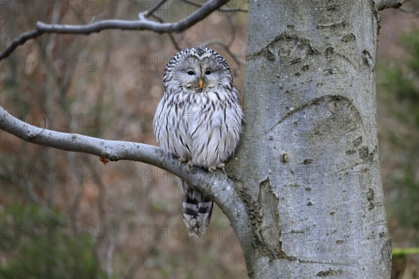 Hawk owl (Strix uralensis), adult, in winter, on tree, on tree trunk, Bohemian Forest, Czech Republic, Europe, Germany