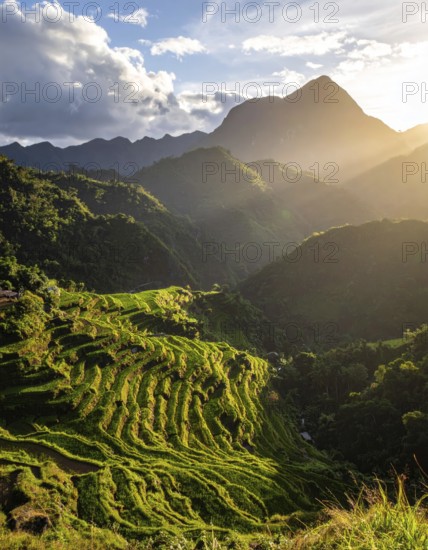 Early morning light bathes Philippines rice terraces cascading down mountain slopes, beautiful golden light, AI generated