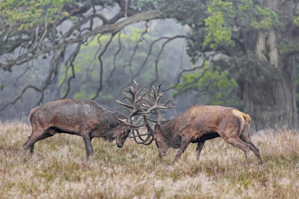 Two rutting red deer (Cervus elaphus) stags fighting by locking antlers during fierce mating battle in grassland at forest edge during rut in autumn