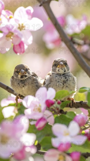Small funny Sparrow Chicks sit in the garden surrounded by pink Apple blossoms on a Sunny may day, AI generated