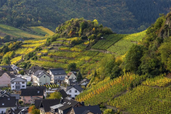 Vineyards in autumn in the middle Ahr Valley, near Mayschoß, Rhineland-Palatinate