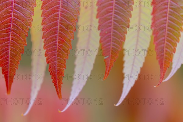 Vinegar tree (Rhus typhina) in autumn colors, autumn, Krauchenwies, Upper Danube nature park Park, Baden-Württemberg, Germany