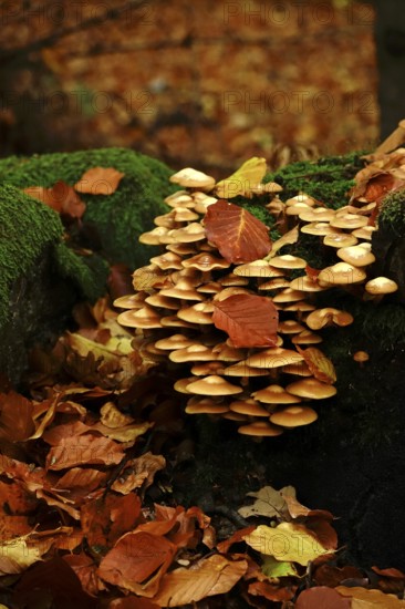 Autumn time, mushrooms in the forest, October, Germany