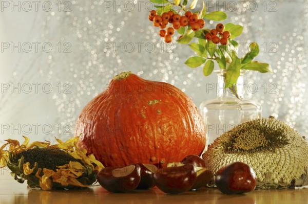 Autumn still life with pumpkin, sunflowers, chestnuts, October, Germany