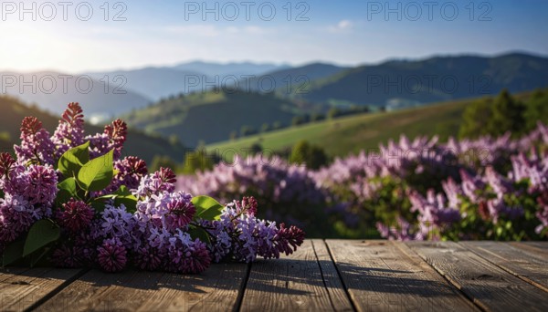 Beautiful Spring Lilacs Bloom Over Wooden Table with Rolling Hills in Background, sunrise at horizon, AI generated