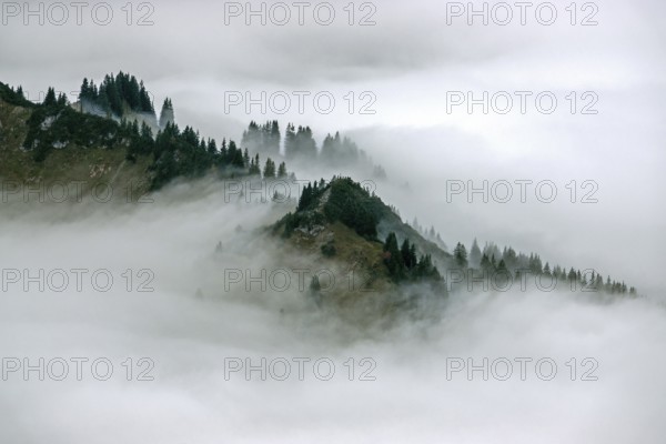 Ridge with conifers sticking out of fog, Allgäu Alps, near Oberstdorf, Oberallgäu, Allgäu, Bavaria, Germany