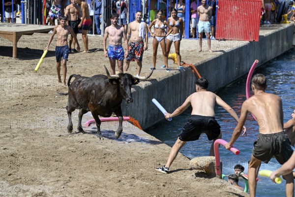 Bous a la Mar Fair, in English Bulls in the Sea, Bullfighting, Javea or Xàbia, Alicante Province, Comunidad Valenciana, Spain