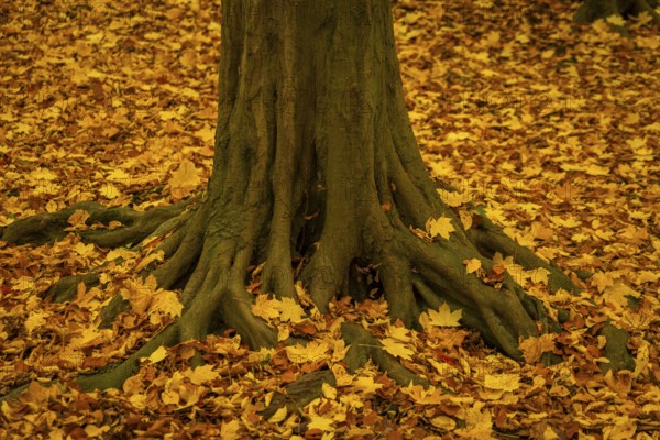 Altzella Abbey is a former Cistercian abbey west of the town of Nossen. In the Middle Ages, it was one of the most important monasteries in Central Germany. The monastery was dissolved as a result of the Reformation, the complex, with its partly well-preserved wall, is now a mixture of romantic park with ruins and renovated buildings. The remains of the monastery have been a listed building since the 1970s, Nossen, Saxony, Germany