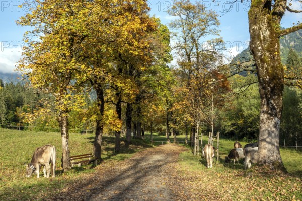 Autumn atmosphere, avenue with autumn-colored sycamore trees, Stillach Valley, near Heini-Klopfer Skiflugschanze, Oberstdorf, Oberallgäu, Allgäu, Bavaria, Germany