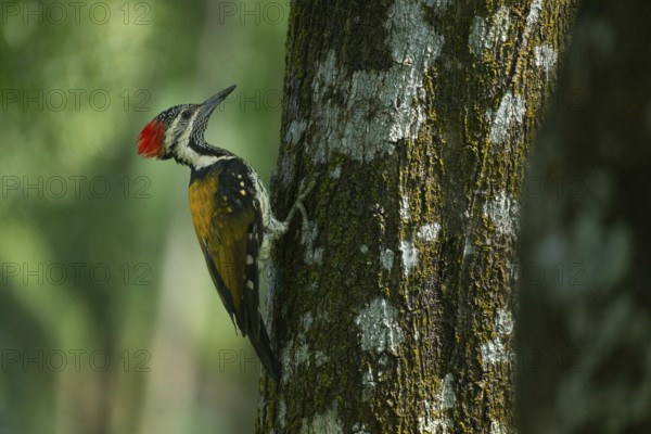 A close-up of a Black-rumped flameback (Dinopium benghalense) on a tree. Sreepur, Gazipur, Bangladesh