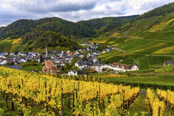 Vineyards in autumn in the central Ahr valley, near Mayschoß, Rhineland-Palatinate