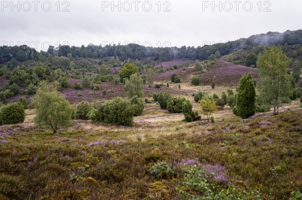 Purple flowering heath, broom heather and juniper bushes, Lüneburg Heath nature reserve, Lower Saxony, Germany