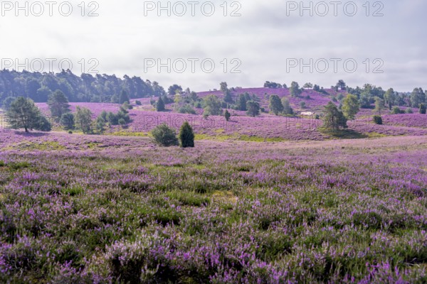 Purple flowering heath, heather and juniper bushes, Lüneburg Heath nature reserve, Lower Saxony, Germany