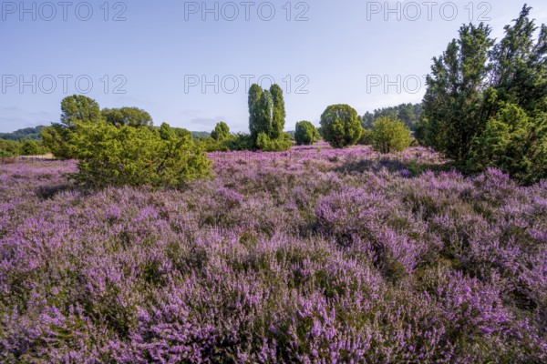 Purple flowering heath, broom heather and juniper bushes, in Totengrund, Wilsede Lüneburg Heath nature reserve, Lower Saxony, Germany