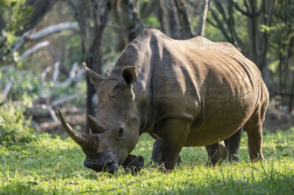 Southern white rhinoceros (Ceratotherium simum simum), Ziwa Rhino Sanctuary, Uganda