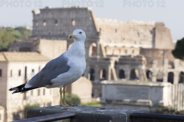 Yellow-legged gull (Larus michahellis) adult bird on an ancient city building with The Colosseum in the background, Rome, Italy