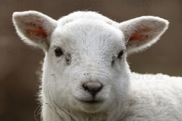 Domestic sheep (Ovis aries) juvenile baby lamb farm animal head portrait in spring, England, United Kingdom