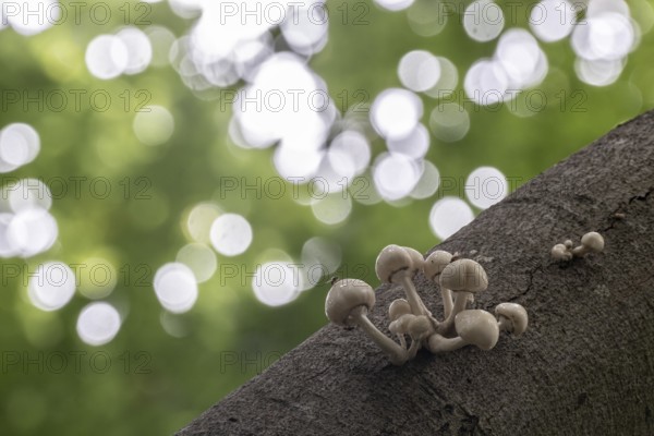 Ringed beech slime moulds (Oudemansiella mucida), Emsland, Lower Saxony, Germany