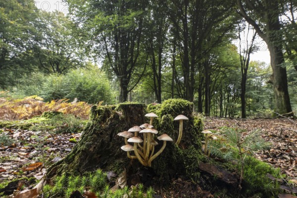 Sulphur tuft (Hypholoma fasciculare) Emsland, Lower Saxony, Germany