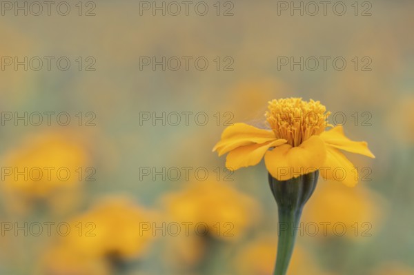 Marigolds (Tagetes), Emsland, Lower Saxony, Germany