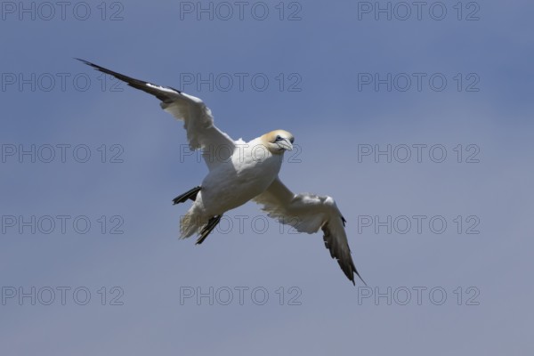 Northern gannet (Morus bassanus) adult sea bird flying, England, United Kingdom