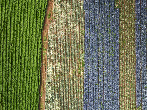 Top down view of red and green cabbage field from a drone, Devon, England, United Kingdom