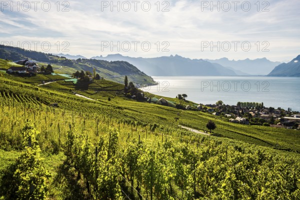 Picturesque village in the vineyards by the lake, Epesses, Lavaux, UNESCO World Heritage Site, Lake Geneva, Lac Léman, Canton of Vaud, Switzerland