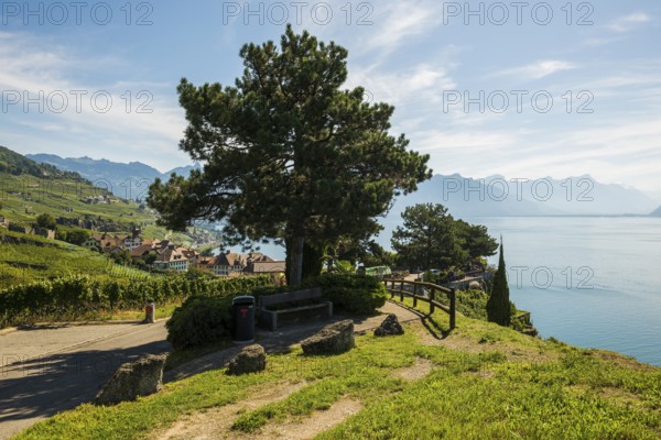 Picturesque village in the vineyards by the lake, Rivaz, Lavaux, UNESCO World Heritage Site, Lake Geneva, Lac Léman, Canton of Vaud, Switzerland