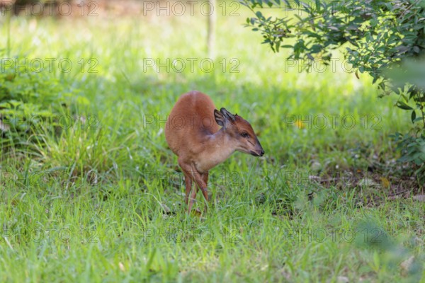 A female Red Forest Duiker (Cephalophus natalensis) stands in a green meadow, eating grass and herbs. Southeastern Africa