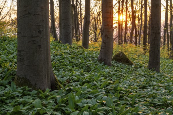The light of the sun shines in an idyllic beech forest in spring with lush green wild garlic on the ground, Naturwald Saubrink-Oberberg, Ith, Weserbergland, Lower Saxony, Germany