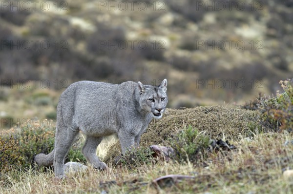 Cougar (Cougar concolor), Torres del Paine National Park, Chile, South America