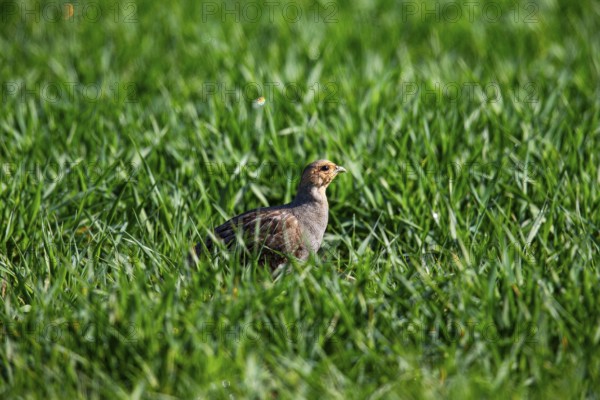 Grey partridge (Perdix perdix) Germany