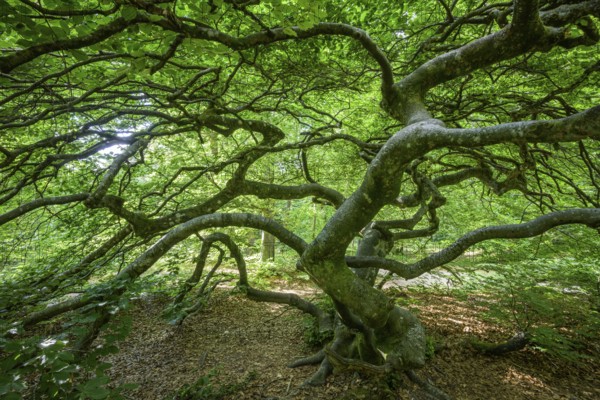 Faux de Verzy beech forest, Verzy, Marne, France