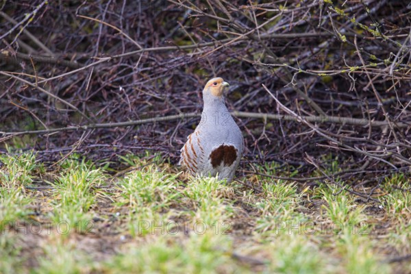 Grey partridge (Perdix perdix) Germany