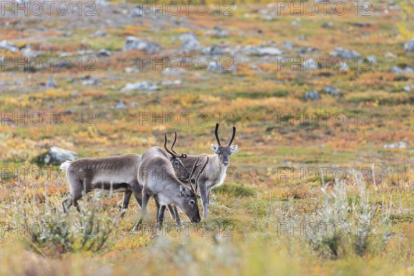 Reindeer herd at Abisko National Park in the colourful autumn of Lapland below Lapporten, Cuonjávággi