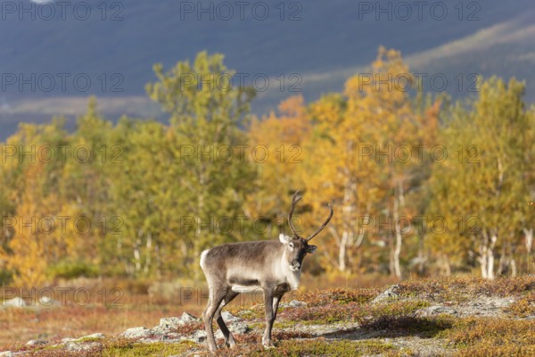 Reindeer at Abisko National Park in the colourful autumn of Lapland below Lapporten, Cuonjávággi