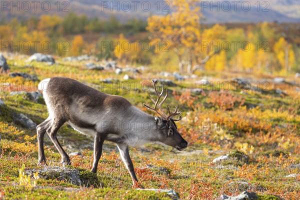 Reindeer at Abisko National Park in the colourful autumn of Lapland below Lapporten, Cuonjávággi