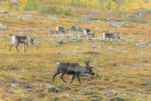 Reindeer herd at Abisko National Park in the colourful autumn of Lapland below Lapporten, Cuonjávággi