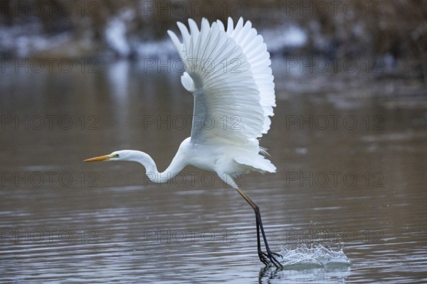 Great White Egret (Egretta alba) Germany