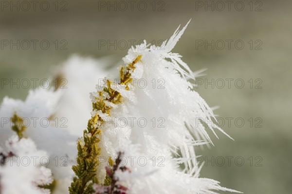 Ice crystals from roarfrost on a winter-flowering heather (Erica carnea) branch at sunshine in winter, Bavaria, Germany