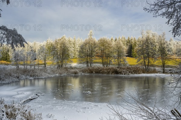 A frozen pont in a valley surrounded by a mixed forest with norway spruce (Picea abies) and European beech (Fagus sylvatica) white from roarfrost, on a sunny day in winter, Bavaria, Germany