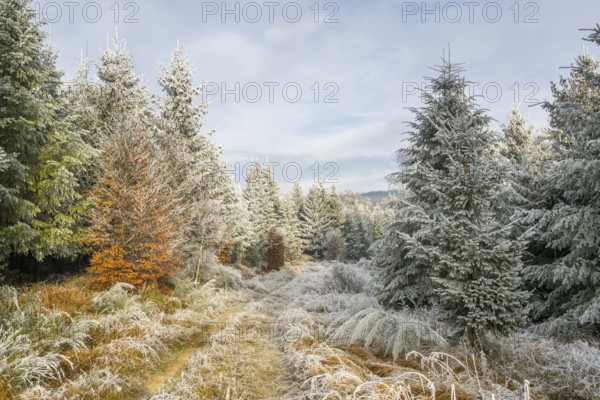 Walking trail going through a mixed forest white from roarfrost on a sunny day in winter, Bavaria, Germany
