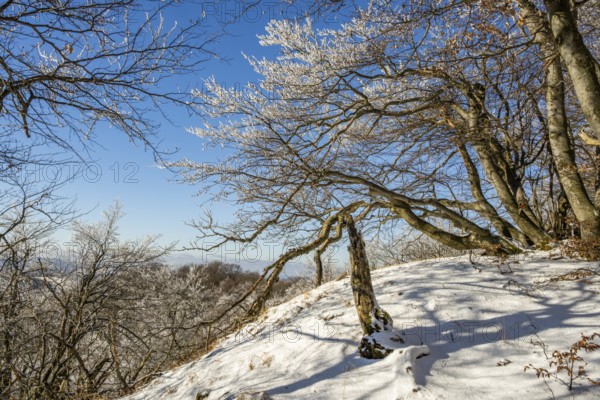 European beech (Fagus sylvatica) trees in a forest with hoarfrost on the branches in winter, Vápec, Horná Poruba, Slovakia