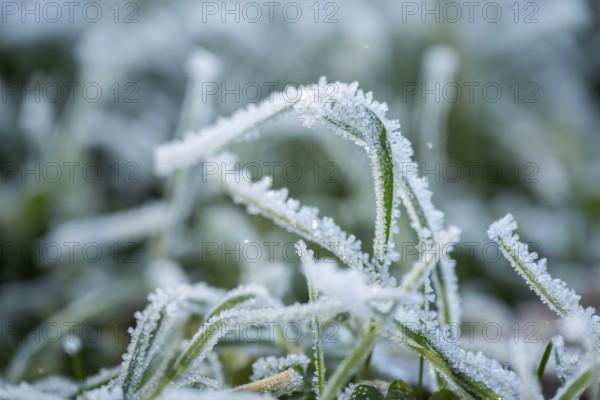 Ice crystals from roarfrost on grass blades in winter, Bavaria, Germany