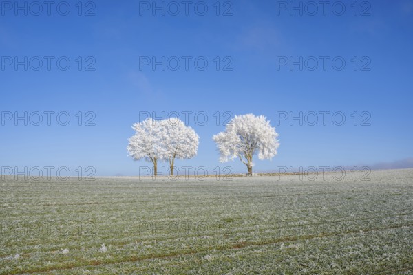 Silver lime trees (Tilia tomentosa) with hoarfrost on the branches standing on a meadow on a sunny day with blue sky in the background in winter, Bavaria, Germany